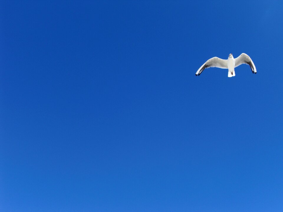 Animal purity white