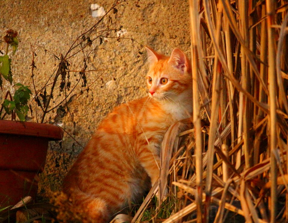 Red cat young cat cat baby