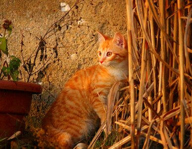 Red cat young cat cat baby photo