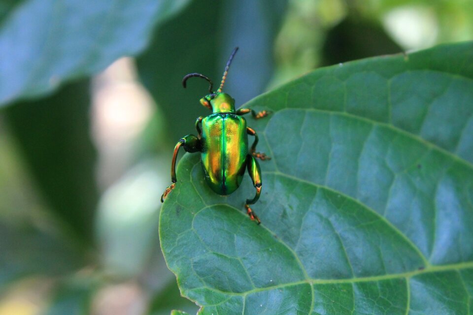 Insect animal