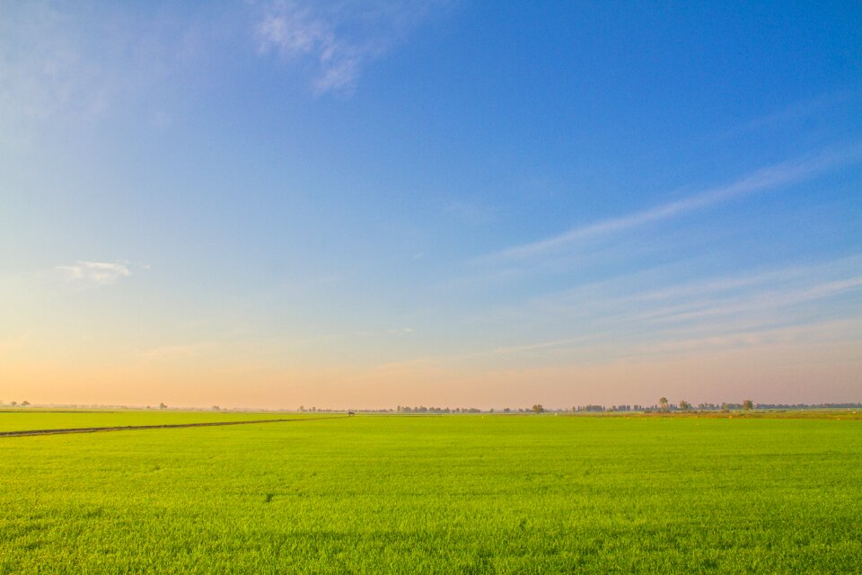 Rice field farmland