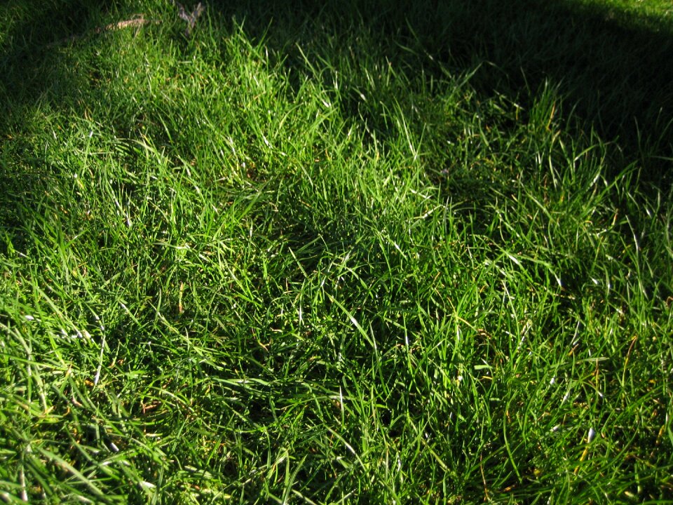 Ground background park