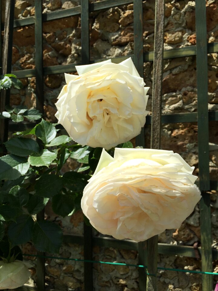Flowers bagatelle paris