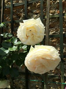 Flowers bagatelle paris