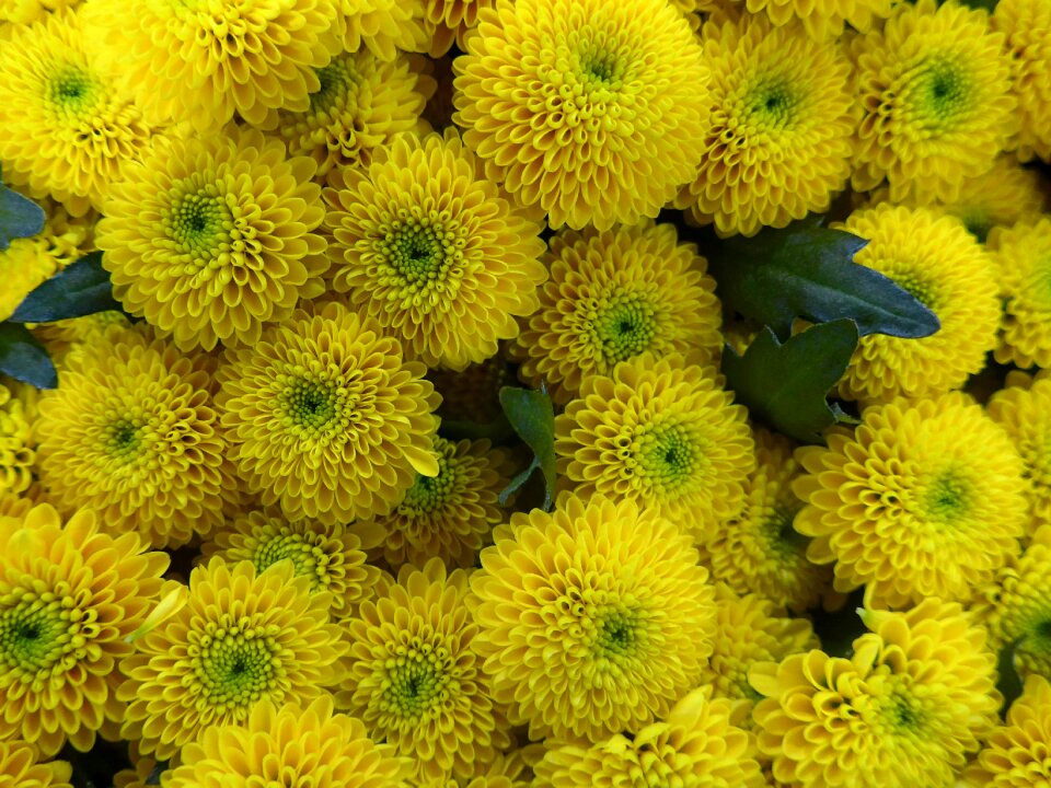 Flowers floristry flower binding