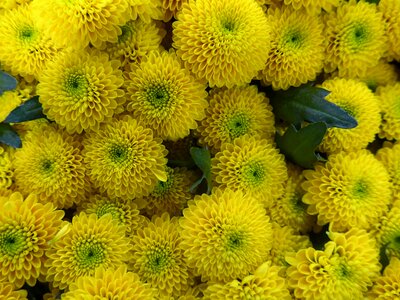 Flowers floristry flower binding photo