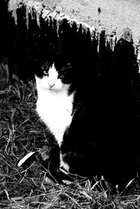 Black and white pet view