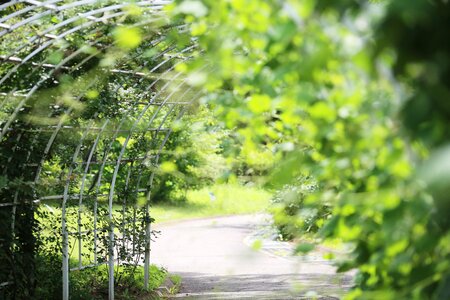 Summer wood alley photo