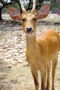 Wildlife buck brown