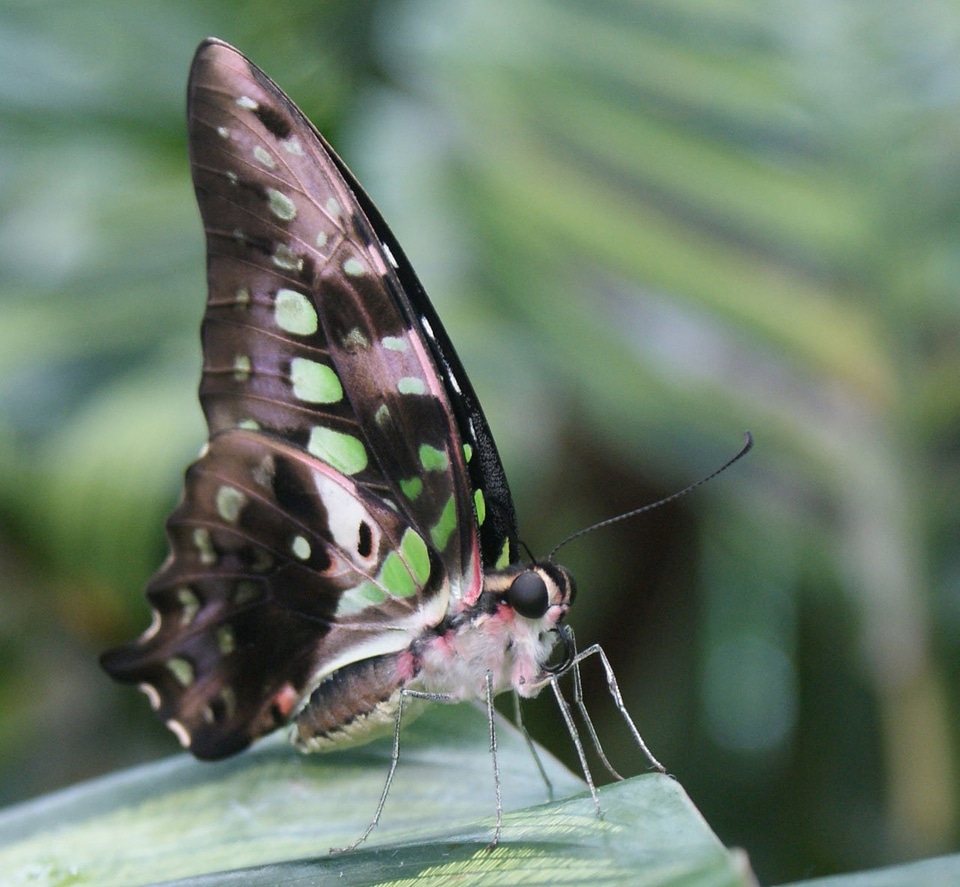 Butterfly bug insect