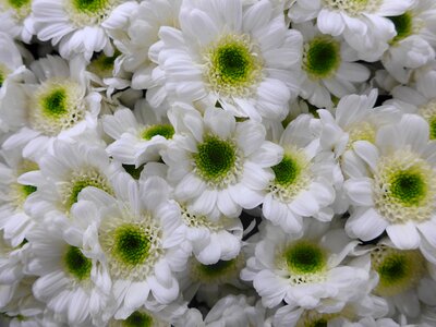 Green flowers floristry