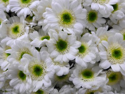 Green flowers floristry photo