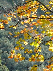 Foliage weather glow