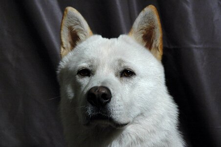 Progress korean jindo dog dog