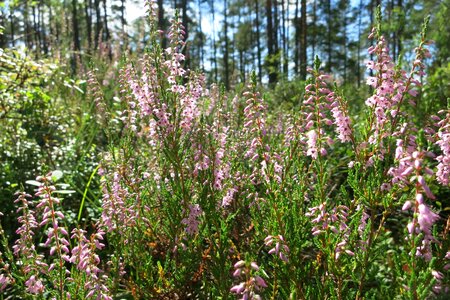 Sweden flowers summer