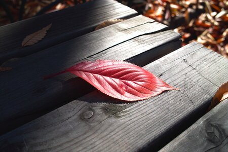 Leaf red maple leaf memory