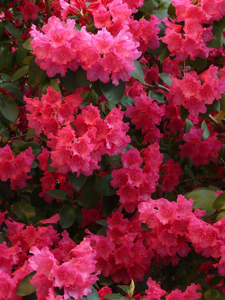 Bloom colorful bright