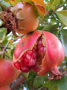 Fruit love apple juicy