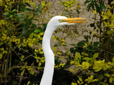 Wild great egret photo