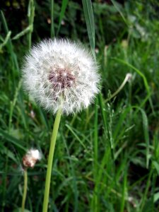 Dandelion composites Free photos
