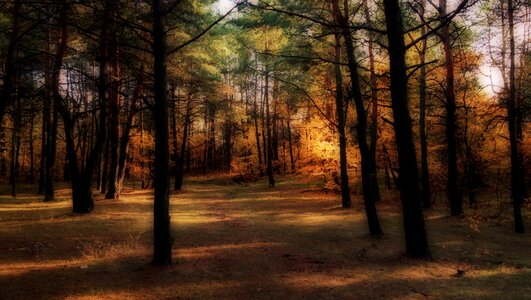 Light landscape nature