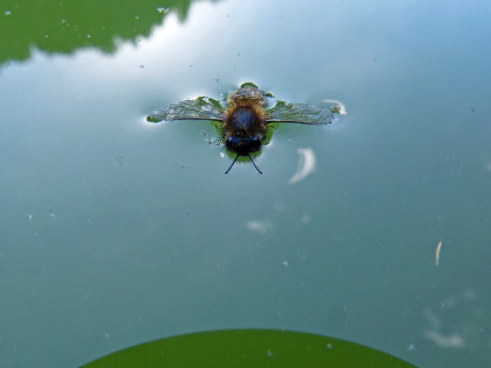 Float insect water