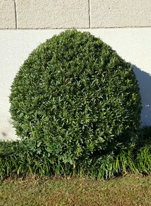 Green landscaping topiary