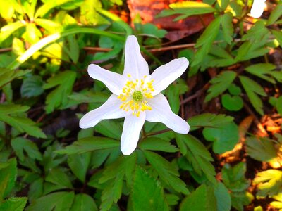 Nature sunny white