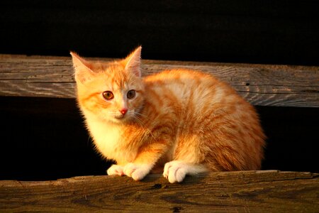 Red cat young cat cat baby