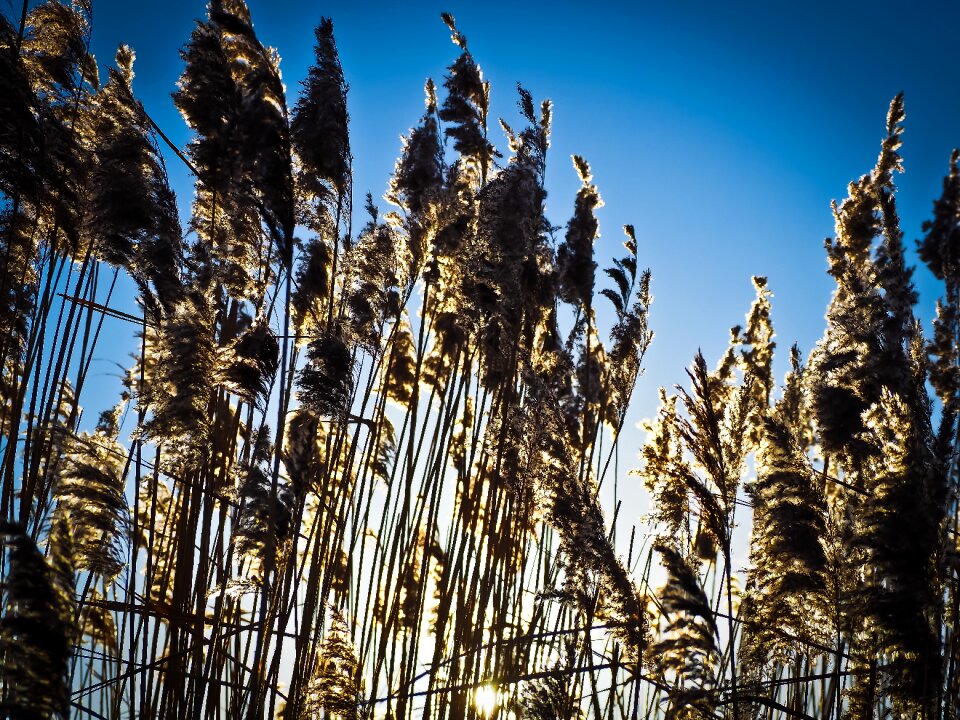 Grasses plant meadow