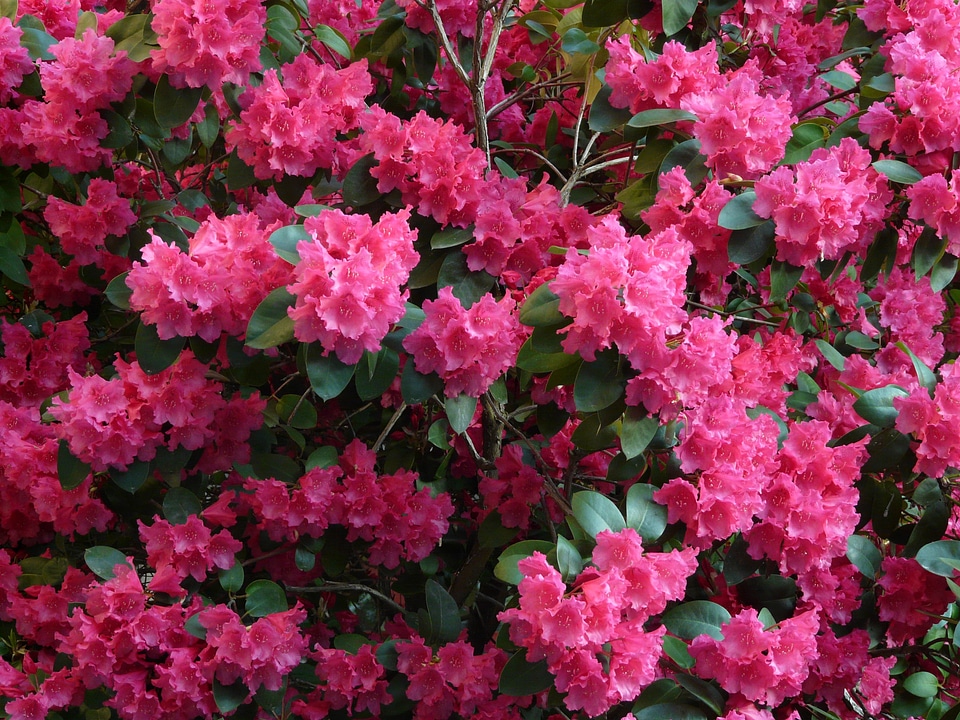 Bloom colorful bright