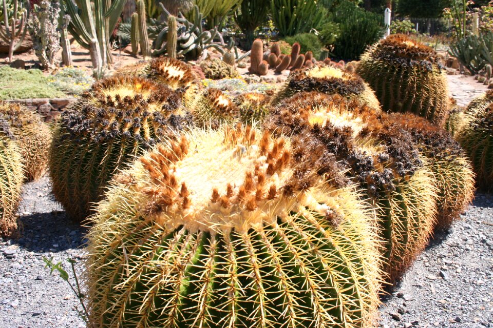 Mexican plant aechmea plant rock garden