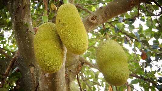 Green thailand fruit tree