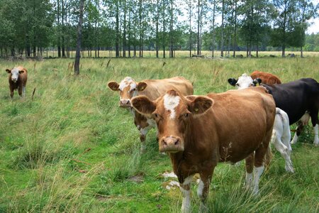 Cattle agriculture suckler