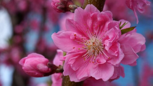 Plants nature flower tree