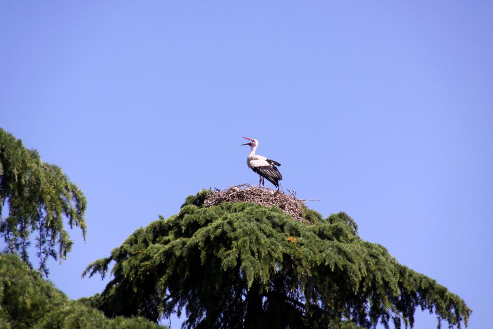 Feathers peak bird photo