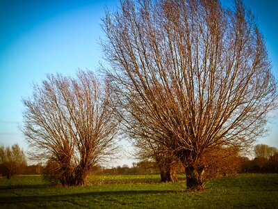 Graze rheinauen meadow