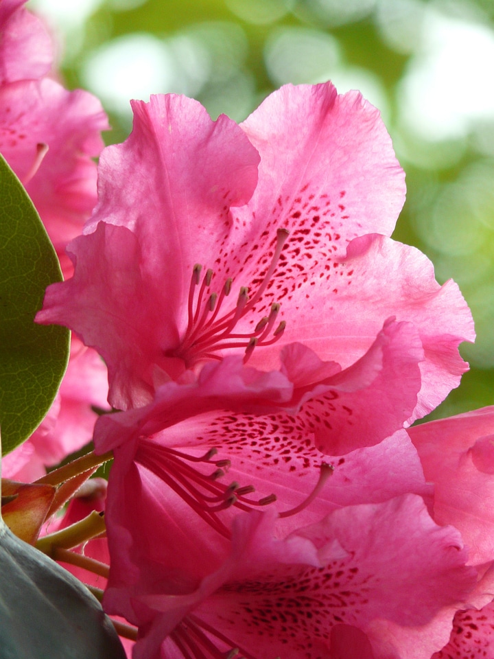 Bloom colorful bright
