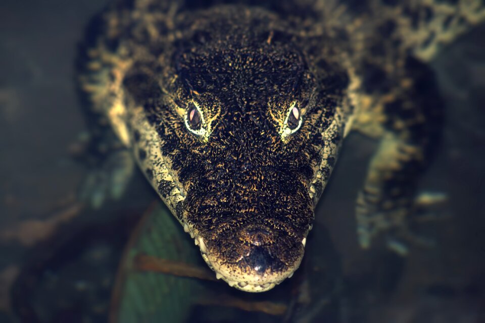 Alligator animal wildlife