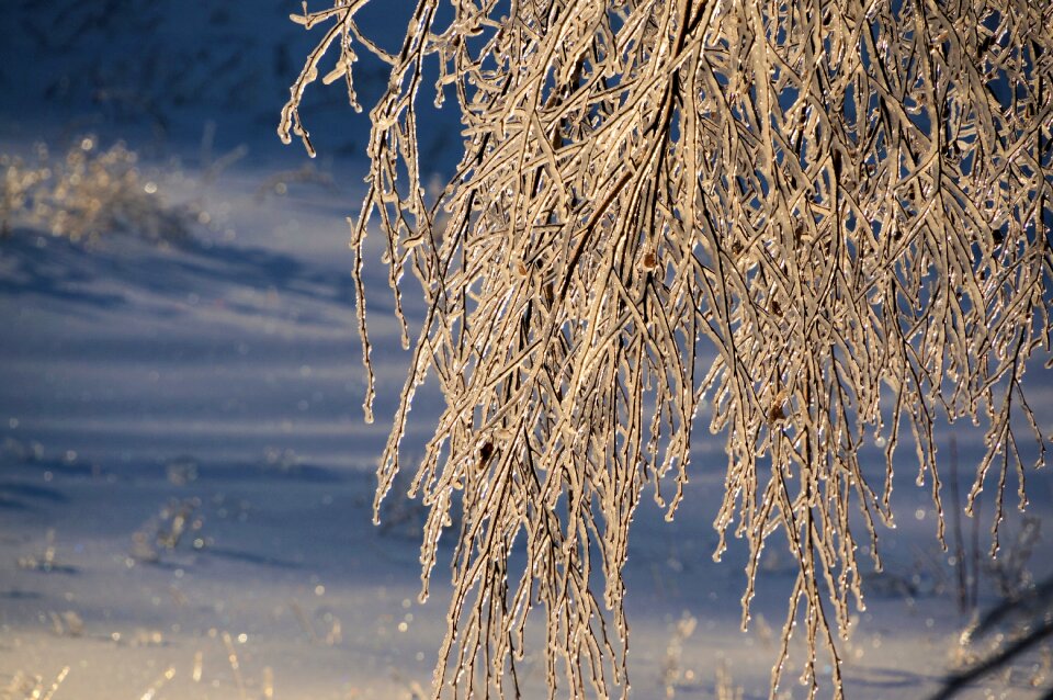 Ice tree