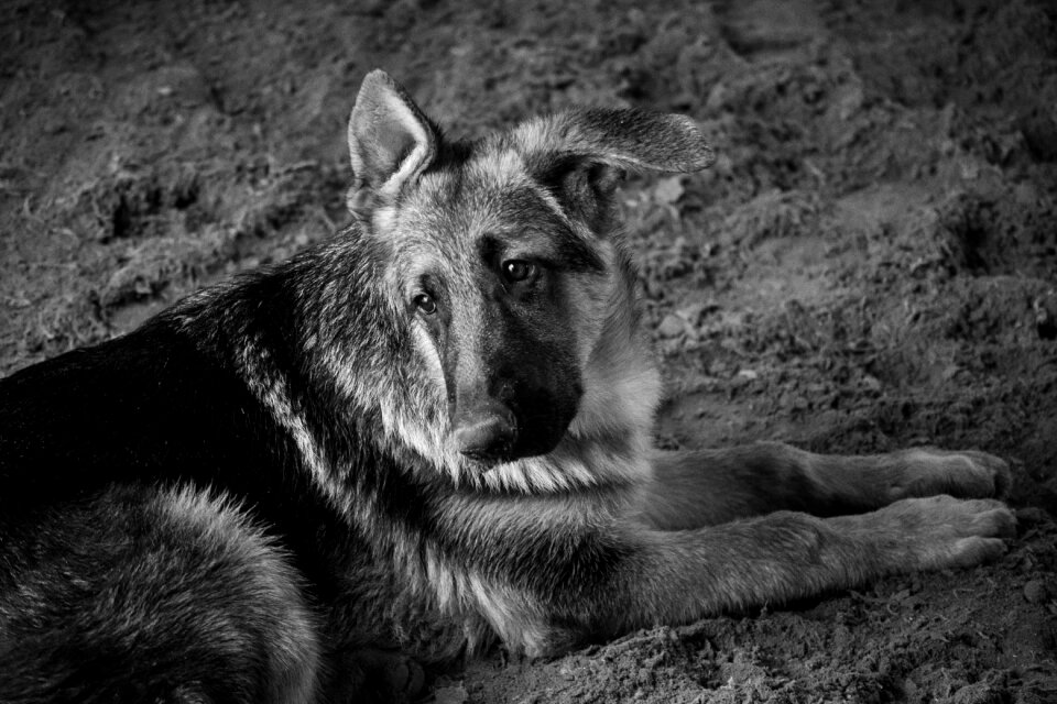 German shepherd friend animal
