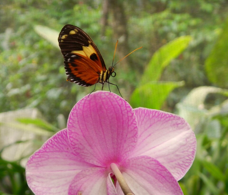 Nature wings butterfly wings