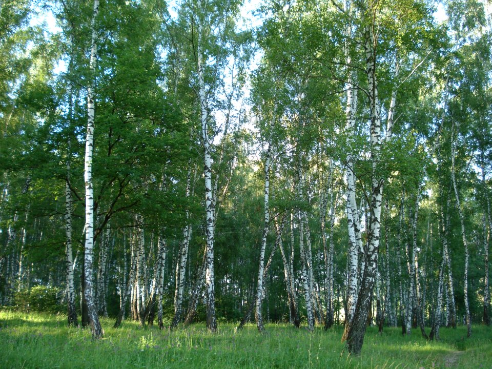 Summer nature trees