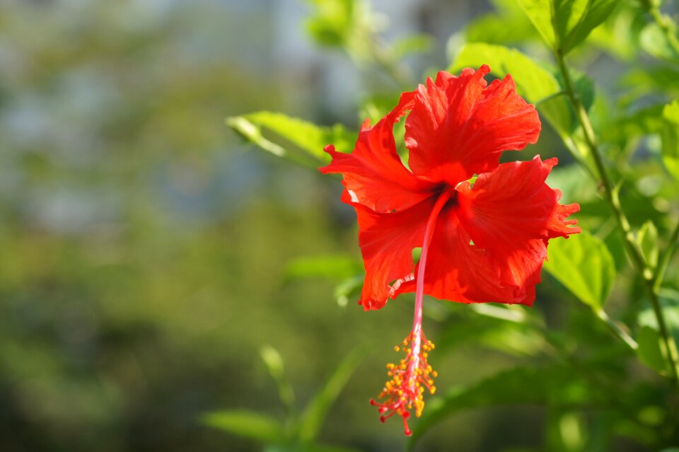 Blossom bloom plant