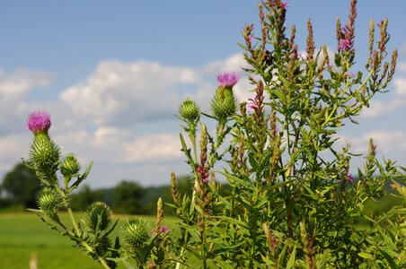 Meadow purple flowers bright