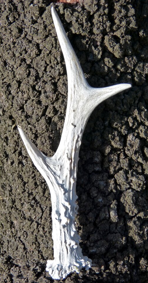 Roe deer almond tree texture