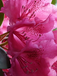 Bloom colorful bright
