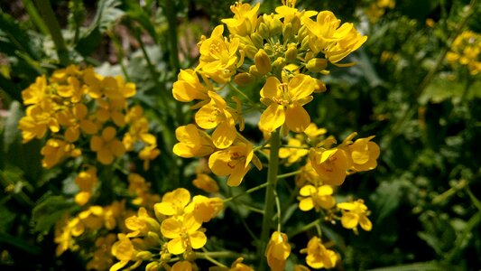 Flower nature spring