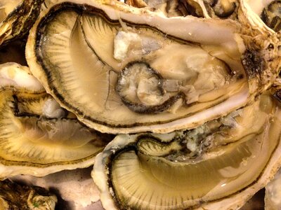 Seafood oysters crustaceans
