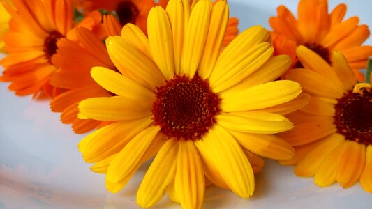 Plant calendula garden photo